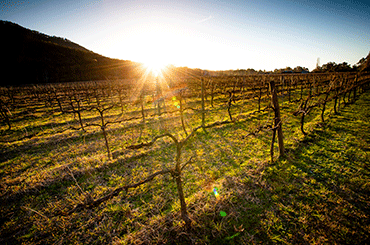 King River Estate